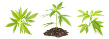 Hemp Leaves. Cannabis Marijuana Plant