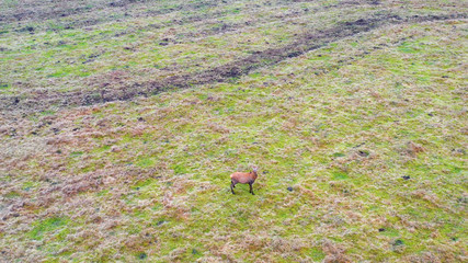 Poster - Aerial view of cows herd grazing on pasture field, top view drone pov , in grass field these cows are usually used for dairy production. Ariel view of poor dry farmlan.