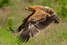 Tawny Eagle Take Off