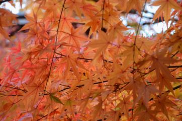 Wall Mural - Red leave of maple tree for autumn