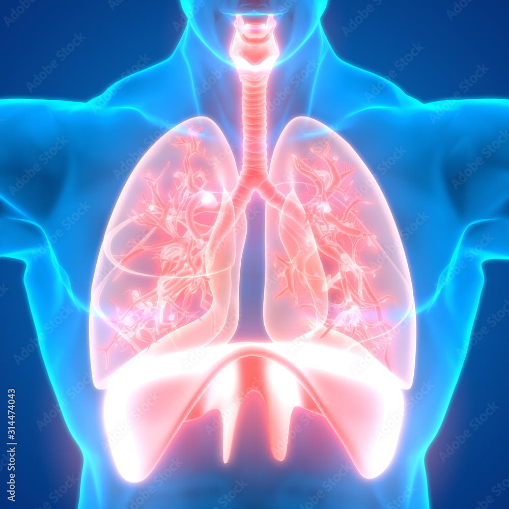 Human Respiratory System Anatomy Stock Illustration | Adobe Stock