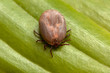 Closeup of an adult tick on green leaf, Ixodidae tick scapularis, Female mite Ixodes tick carrier of lime and encephalitis diseases