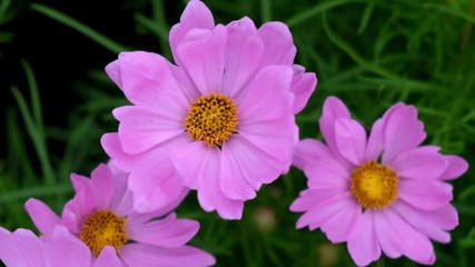 Wall Mural - Pink cosmos flowers blown by the wind during the daytime. full hd 59.94 fps