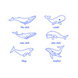 Cartoon whale sketch line icon. Different type of whale - sperm whale, blue whale, humpback whale, polar whale, beluga.