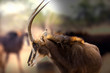 Sable Antelope on Safari, South Africa 