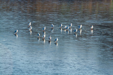 Seagulls Resting On Frozen Lake Surface In Late Winter
