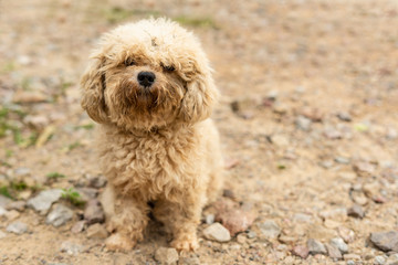  Dog becomes dirty after it played naughty.