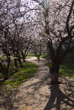 Fototapeta Natura - beautiful spring flowering of fruit trees