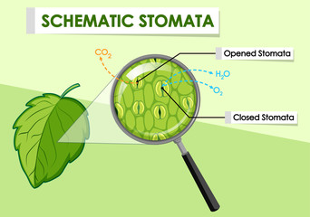 Sticker - Diagram showing schematic stomata of a plant