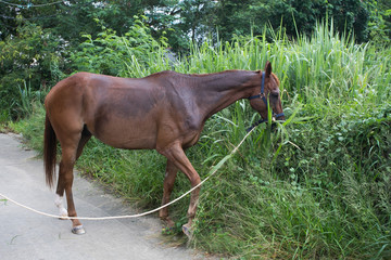 Beautiful horse is eating grass in the field.