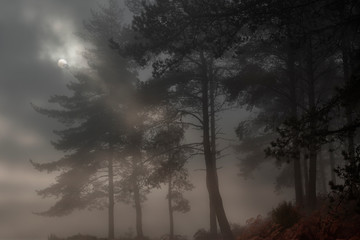 Wall Mural - Moonrise in a foggy woods