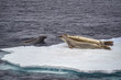 Two seals play on an ice floe in spring