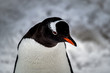 Close-up on penguin head from high angle