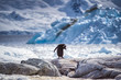 One gentoo penguin among glaciers of Antarctica