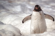 Gentoo penguin spreading his wings