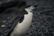 Close-up side view of a chinstrap penguin