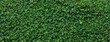 Leinwandbild Motiv Green leaves  background