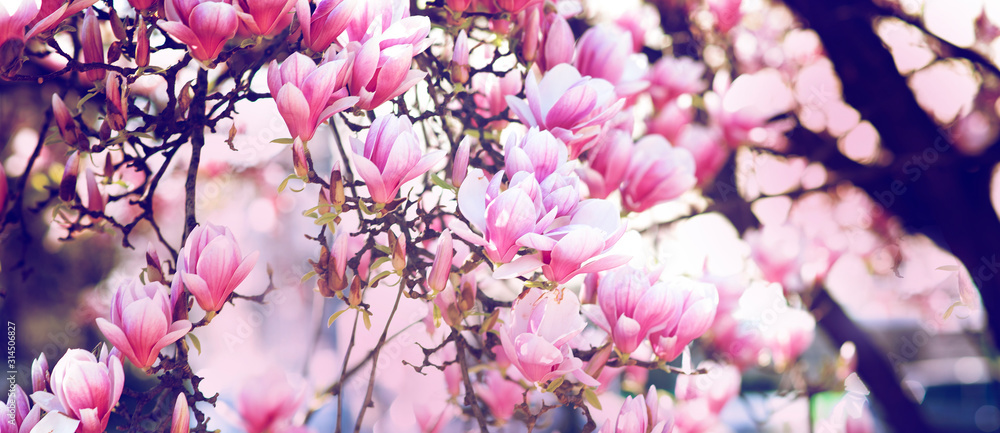 boccioli di magnolie in fiore con colori pastello nei toni del rosa - obrazy, fototapety, plakaty 