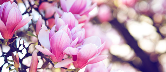 Wall Mural - boccioli di magnolie in fiore con colori pastello nei toni del rosa