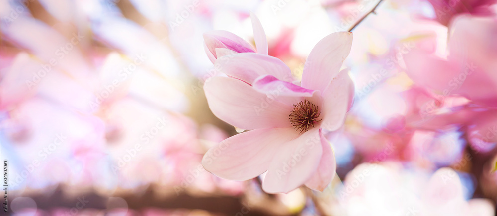 boccioli di magnolie in fiore con colori pastello nei toni del rosa - obrazy, fototapety, plakaty 