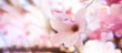 boccioli di magnolie in fiore con colori pastello nei toni del rosa