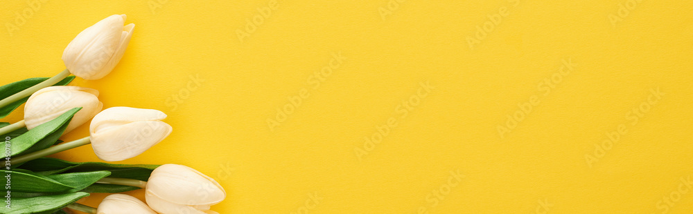 top view of spring tulips on colorful yellow background, panoramic shot - obrazy, fototapety, plakaty 
