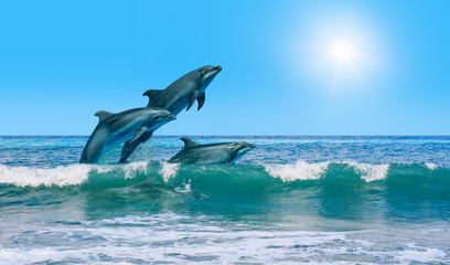 dolphins jumping into the sea