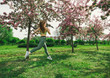 © Elena - 1 white woman with long hair in sports leggings and a top, sneakers, a girl running through a spring blooming Apple orchard