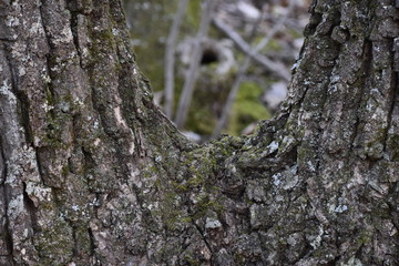 bark of a tree