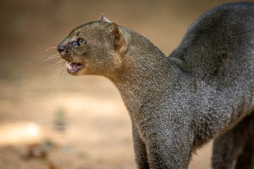 Sticker - Jaguarundi / Gato Mourisco (Puma yaguarondi)