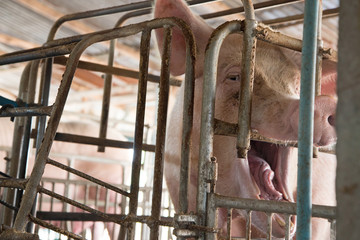 dirty pig in iron cage at agriculture farm