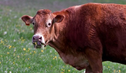 cow grazing in meadow