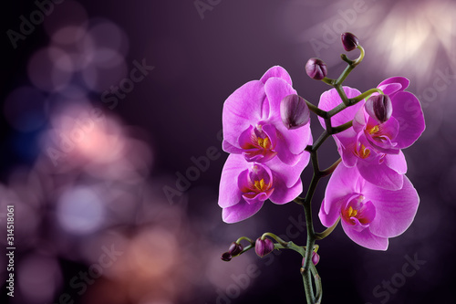 Naklejki storczyki  kwiat-orchidei-na-niewyrazne-fioletowe-tlo-walentynki-kartke-z-zyczeniami-koncepcja-milosci-i-pasji
