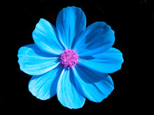 Garden Cosmos - Mexican Aster Blooming Blue Petals Color Touched Isolated On Black Close-up