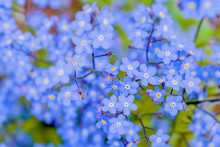 Forget Me Nots In The Springtime Garden.