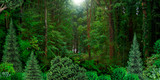 Fototapeta Las - Wild dense forest natural banner