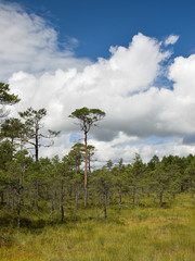 Wall Mural - landscape with small marsh pines, fragments of fuzzy grass in the foreground