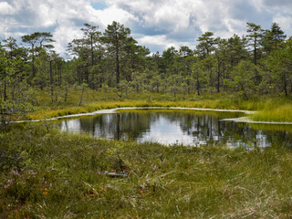 Wall Mural - landscape with swamp lake, small swamp pines, grass and moss, white clouds shine in water