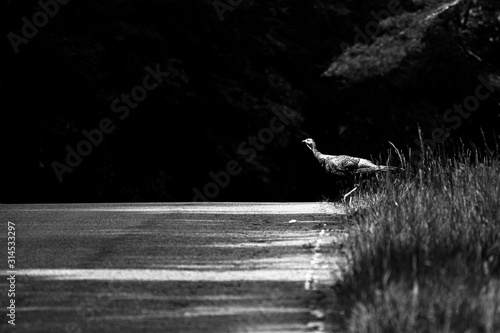 Fotomural why did the turkey cross the road
