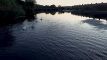 Flight Over Swans On River Wharfe, Otley