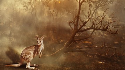cinemagraph loop: australian wildlife in bushfires of australia in 2020. kangaroo with fire on backg
