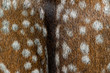Deer skin wool coloring pile taken close-up.