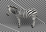 Fototapeta Zebra - Wild animal zebra standing indoors merging with a striped black and white background.  Creative conceptual illustration. 3D rendering.