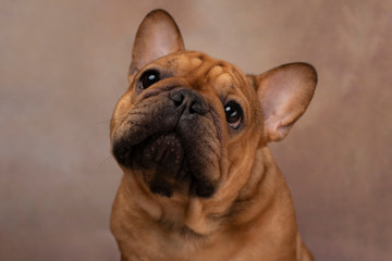  portrait of french bulldog on a light background