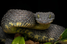 Black Bush Viper Snake (Atheris Squamigera) Coiled To Strike