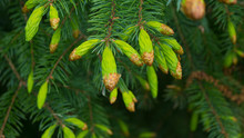 Close Up Of White Spruce Tips In The Spring; Natural Forest Background 