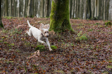 white poodle cross breed in forest running