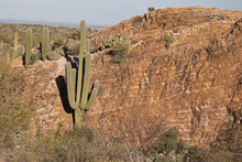 Large Saguaro Cactus In Front Of Large Rock Face - Arizona