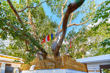 Jaya Sri Maha Bodhi Is A Sacred Fig Tree In The Mahamewna Gardens, Anuradhapura. A Sacred Place For Buddhists On Sri Lanka