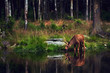 Young moose (Alces alces) drinks water in the lake. Elk symbol of Sweden. Wildlife scene from nature.